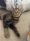 adoptable Cat in coralville, IA named Sandra