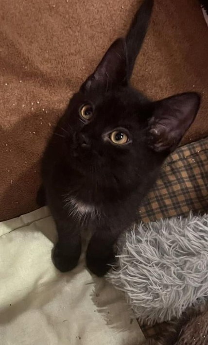 Linus