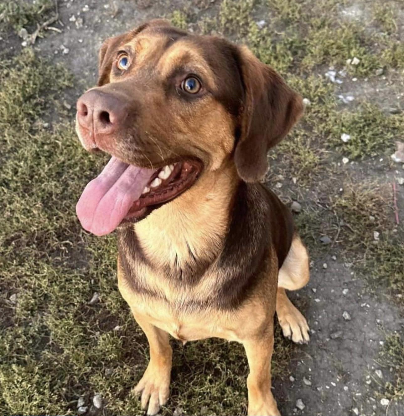 Dog for Adoption Ozzy, a Doberman Pinscher in La Porte City, IA