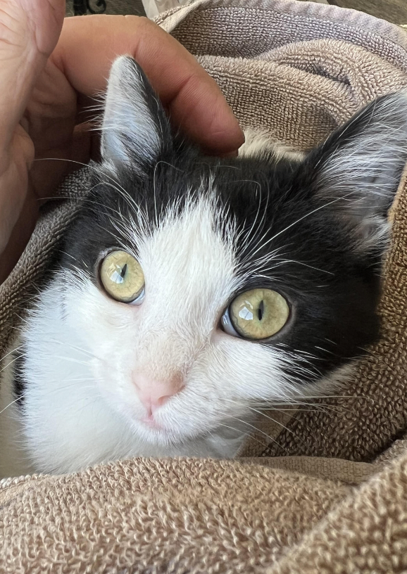 adoptable Cat in Coralville, IA named Lemon