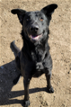 adoptable Dog in , IA named Queenie