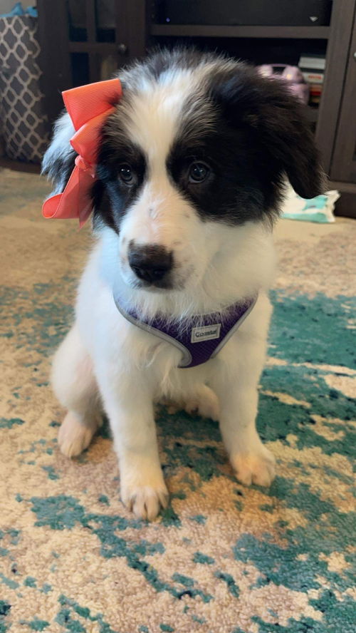 Gertrude