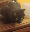adoptable Cat in , IA named Cassie