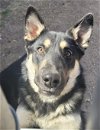 adoptable Dog in coralville, IA named Kyah