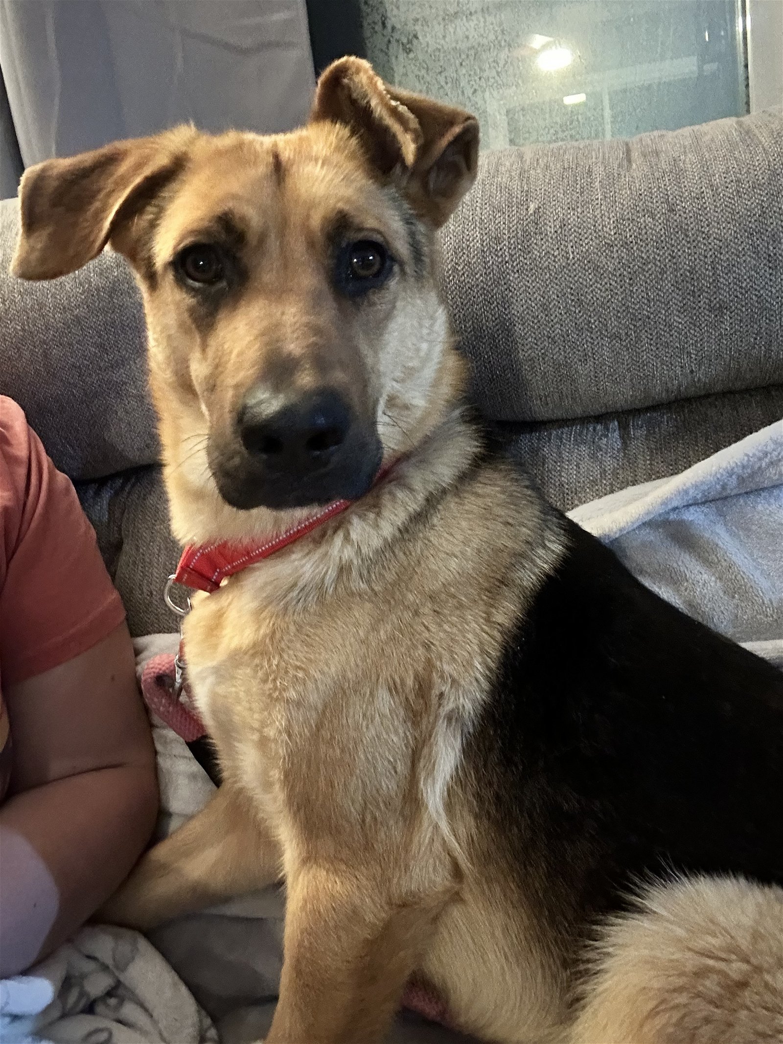 adoptable Dog in Coralville, IA named Charlotte