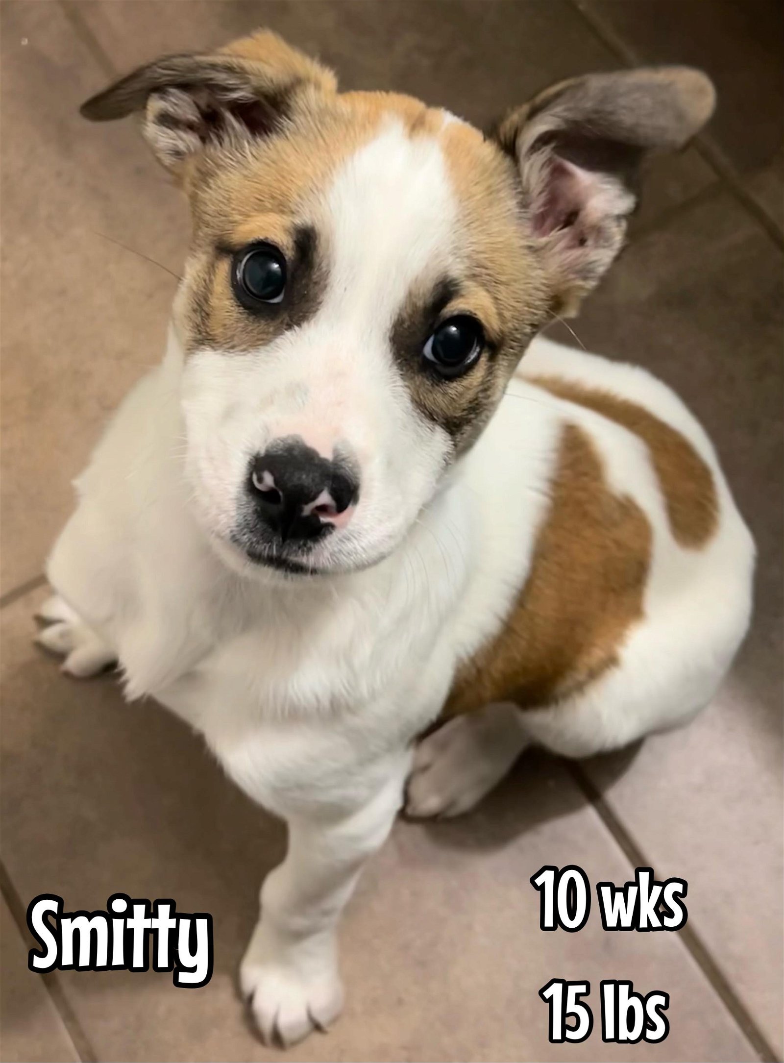adoptable Dog in Coralville, IA named Smitty