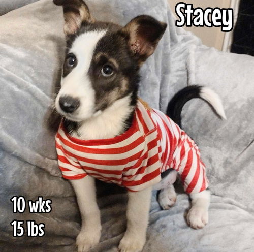 Stacey