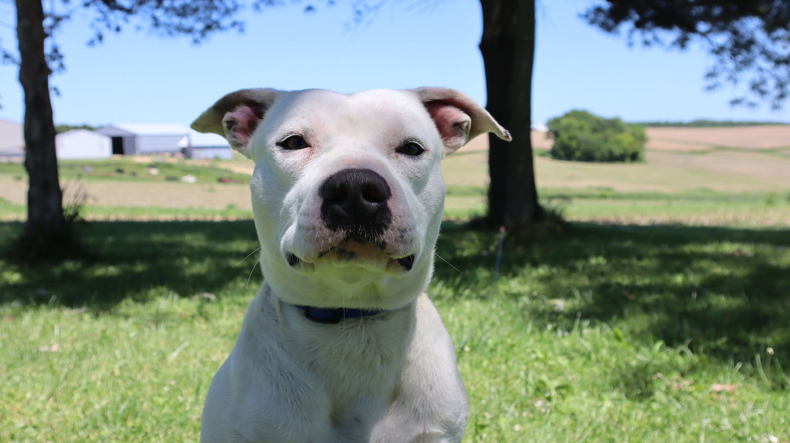 adoptable Dog in Coralville, IA named Boyce