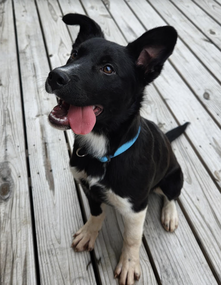 adoptable Dog in Coralville, IA named Teagan