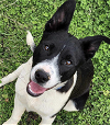 adoptable Dog in coralville, IA named Tripp