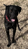 adoptable Dog in coralville, IA named Nix