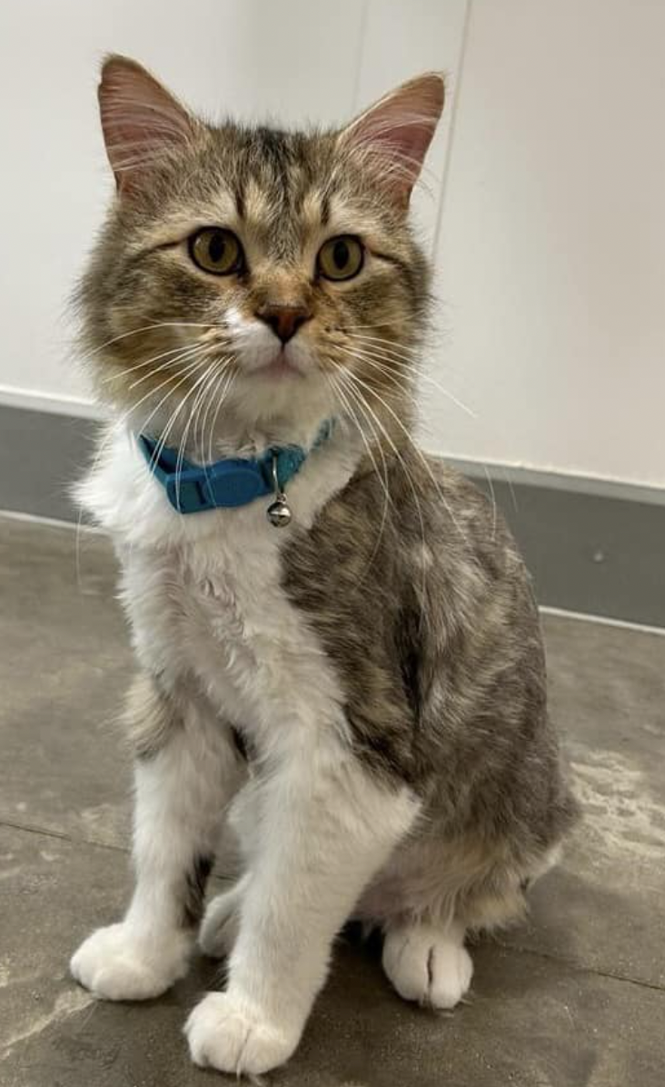 adoptable Cat in Coralville, IA named Dylan
