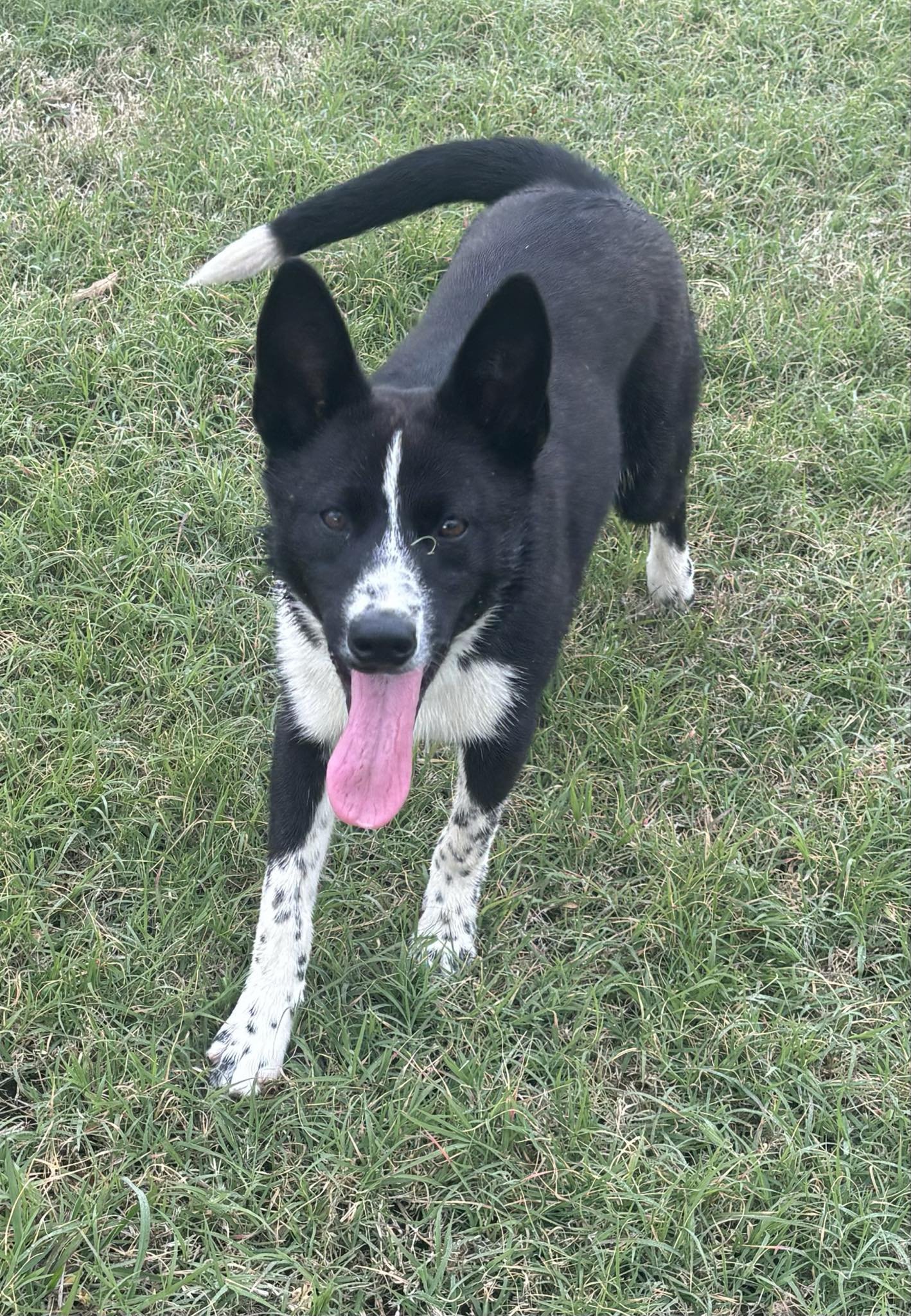 adoptable Dog in Coralville, IA named Milo