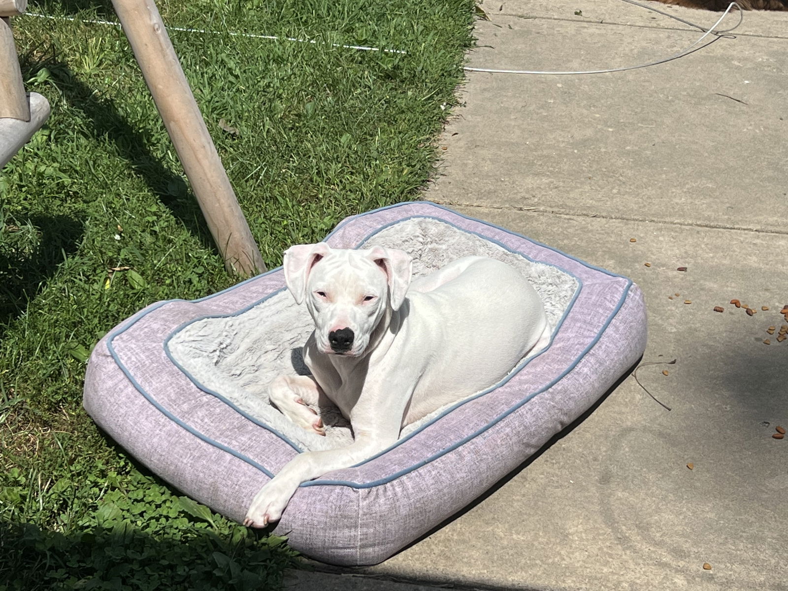 adoptable Dog in Coralville, IA named Faith