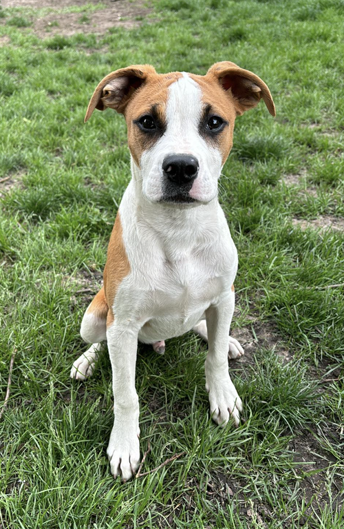 Arlo