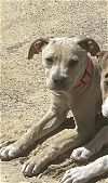 adoptable Dog in coralville, IA named Layla