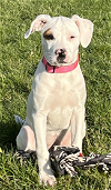 adoptable Dog in coralville, IA named Zoey