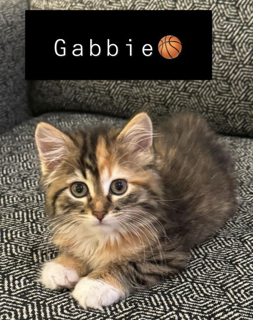 Gabbie