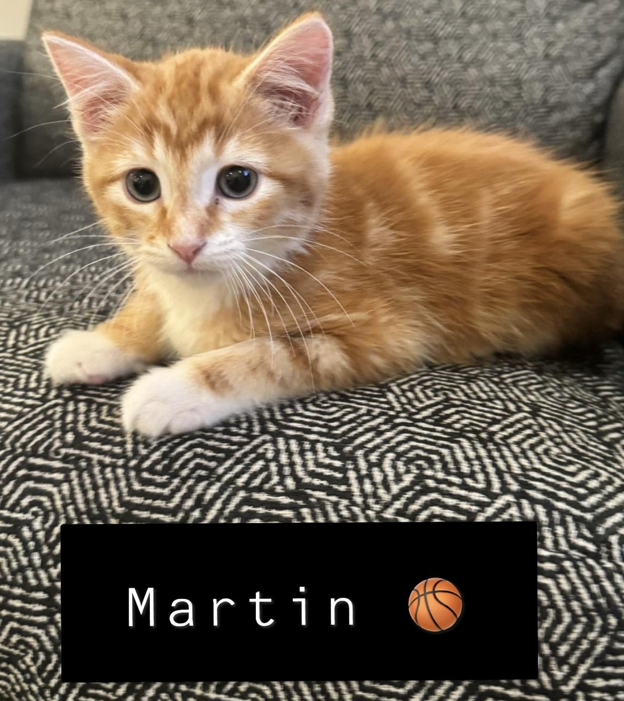 adoptable Cat in Coralville, IA named Martin