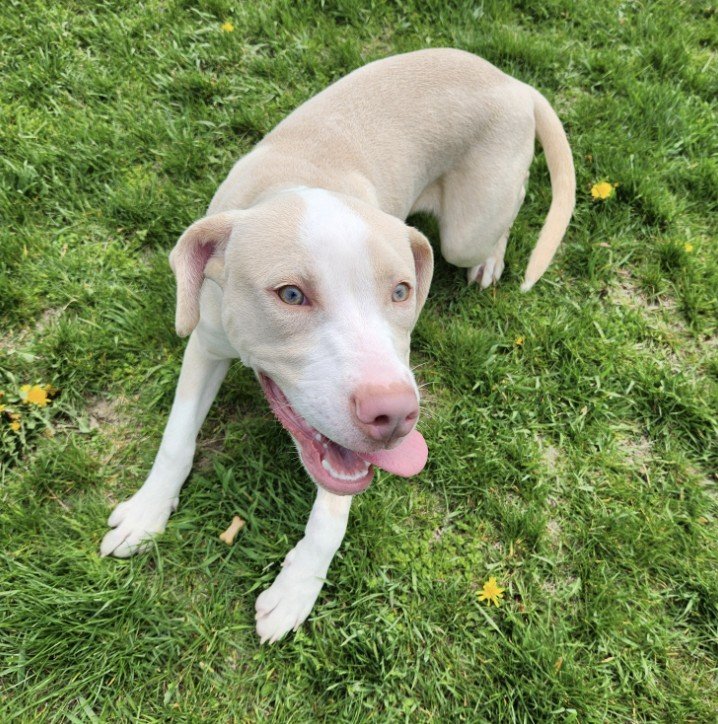 adoptable Dog in Coralville, IA named Sandy