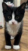 adoptable Cat in coralville, IA named Tow Mater