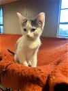 adoptable Cat in coralville, IA named Sally