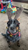 adoptable Dog in coralville, IA named Vixen
