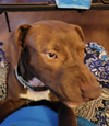 adoptable Dog in Coralville, IA named Toby