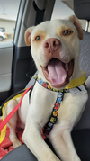 adoptable Dog in Coralville, IA named Walter