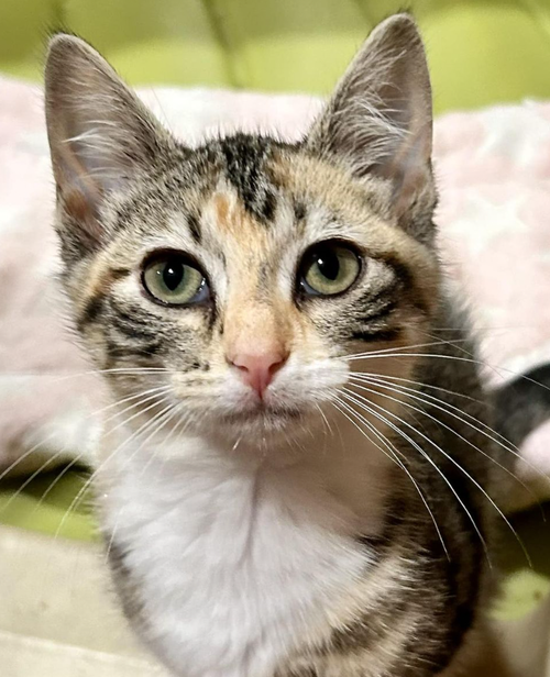 Cleo