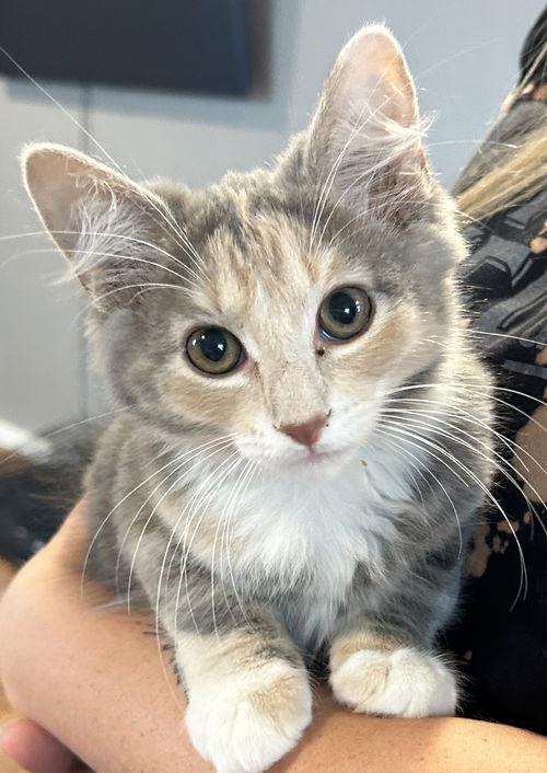 Amelia