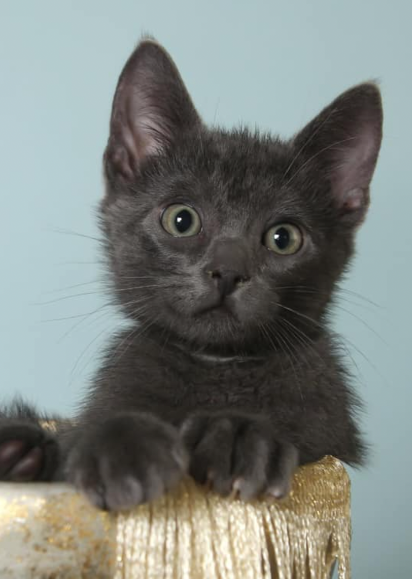 adoptable Cat in Coralville, IA named Owen