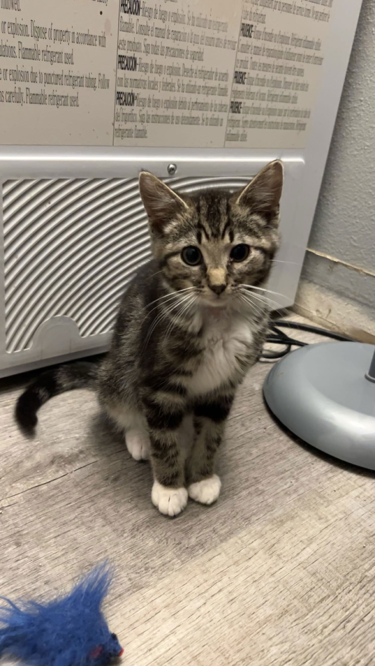 adoptable Cat in Coralville, IA named Kaia