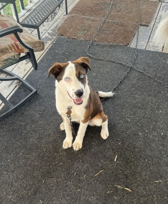 adoptable Dog in Coralville, IA named Cleopatra