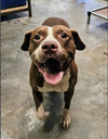 adoptable Dog in  named Cranberry