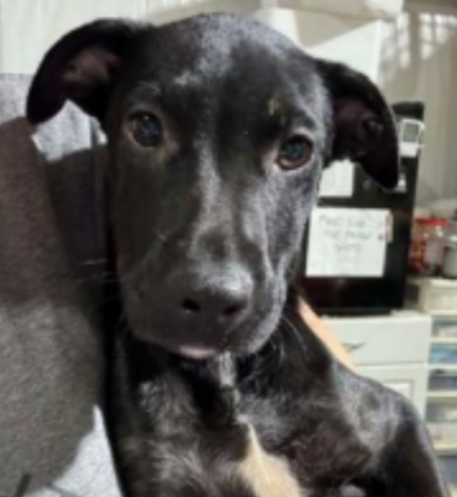 adoptable Dog in Coralville, IA named Sara