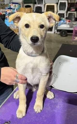 adoptable Dog in Coralville, IA named Gus