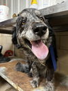 adoptable Dog in , IA named Layla