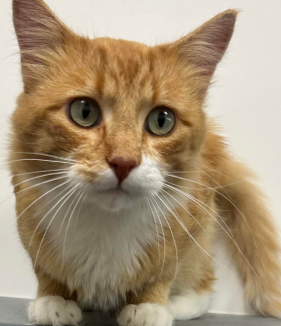 adoptable Cat in Coralville, IA named Buck