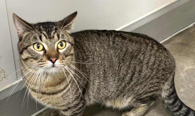 adoptable Cat in Coralville, IA named Milton