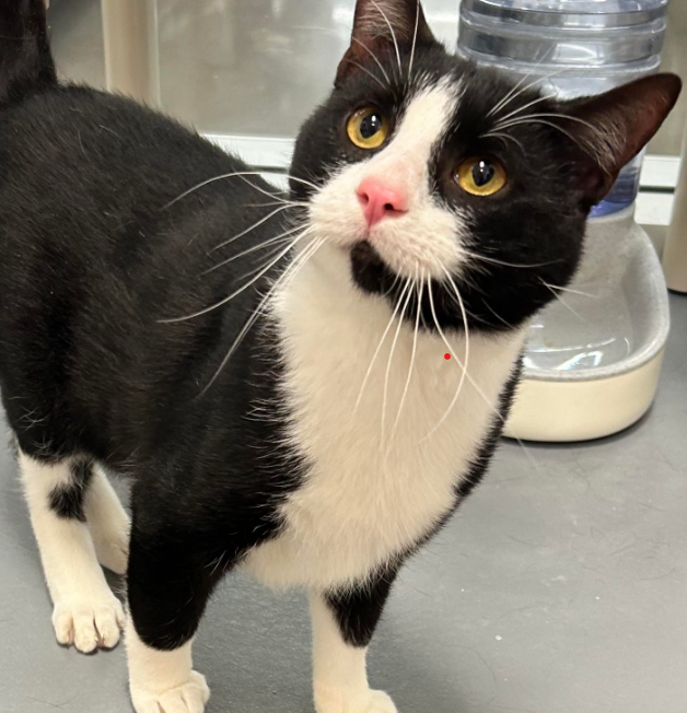 adoptable Cat in Coralville, IA named Jack