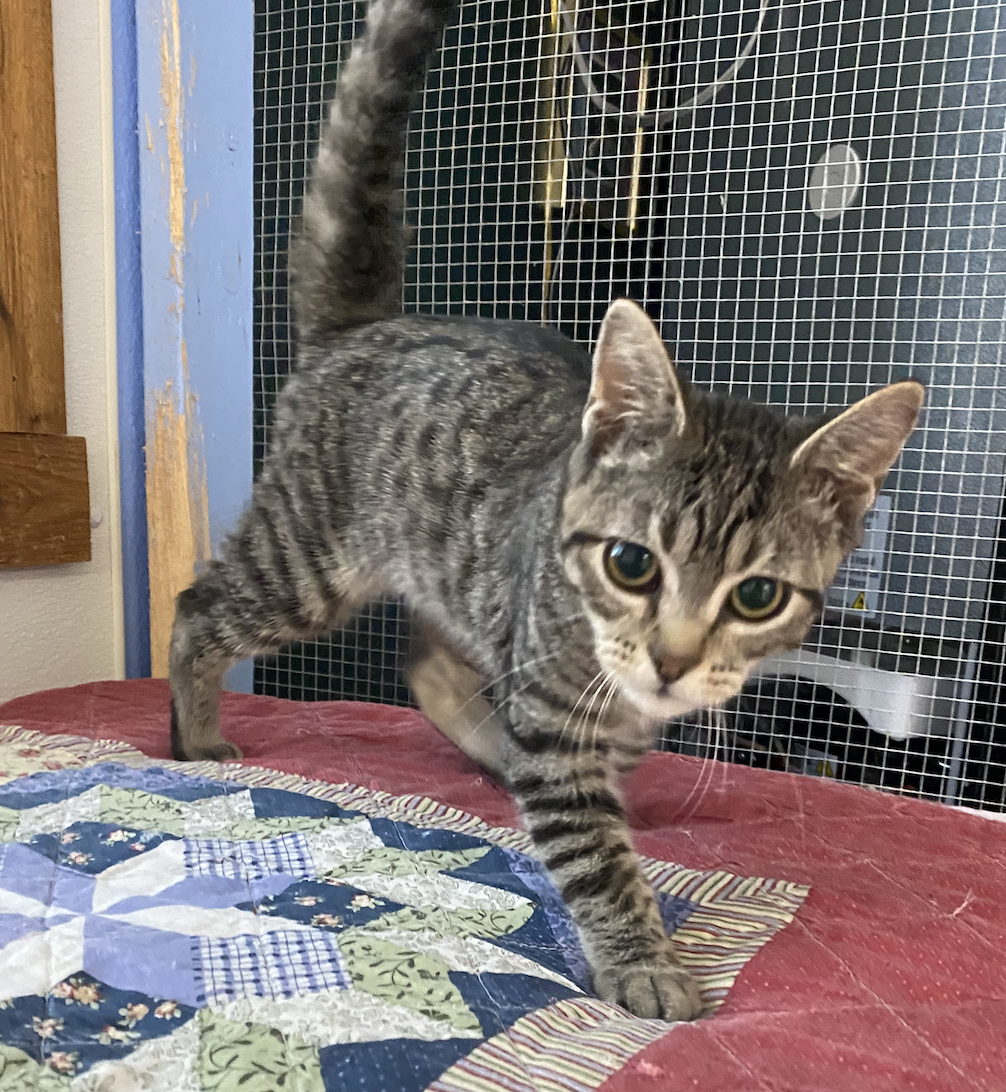 adoptable Cat in Coralville, IA named Archer