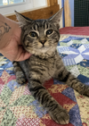 adoptable Cat in , IA named Ava