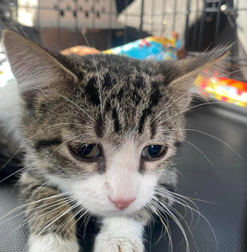 adoptable Cat in Coralville, IA named Jerry