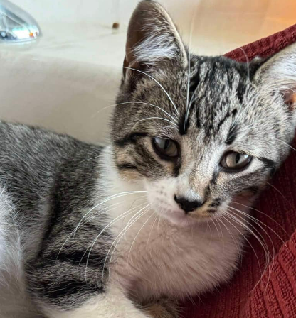 adoptable Cat in Coralville, IA named Sherry