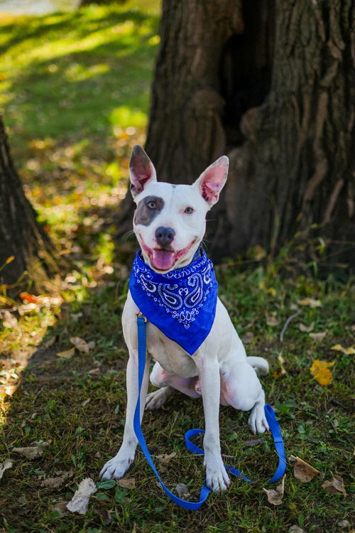picture of the dog needing adoption