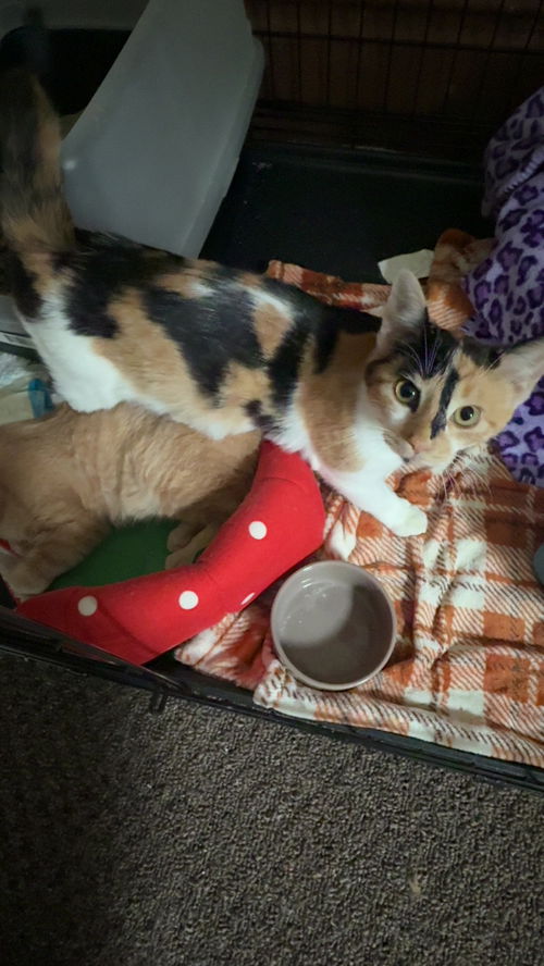 Chai