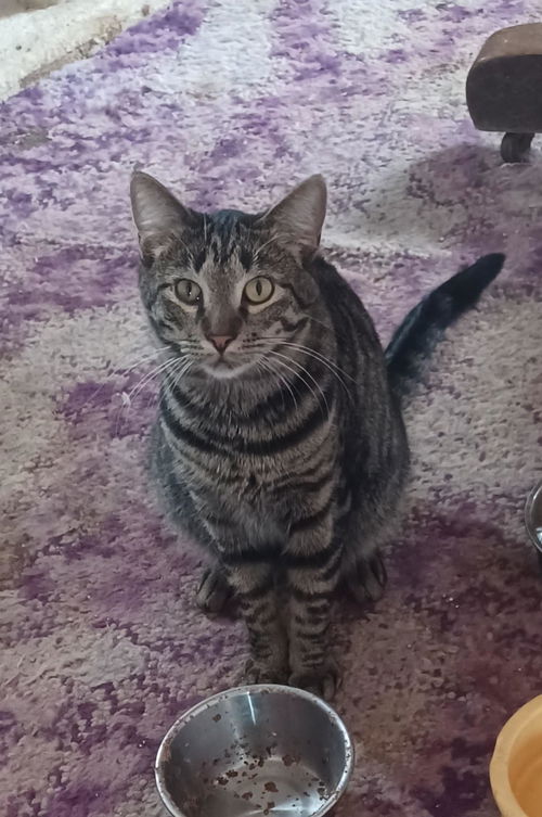 picture of the cat needing adoption