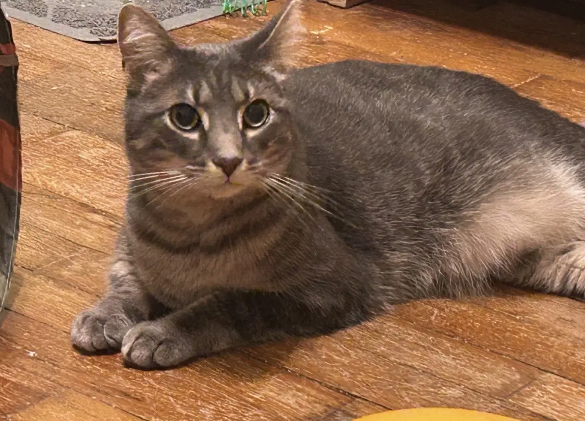 Grayson - Domestic Short Hair