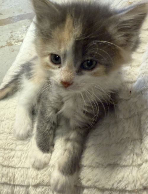 Angel